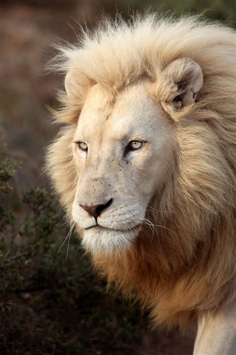 White Lion Lion Species Asiatic Lion Paws And Claws Majestic Animals