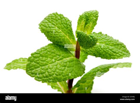 Mentha Piperita Hi Res Stock Photography And Images Alamy
