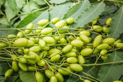 These Neem Benefits Will Change Your Life The Statesman