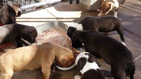The 8 best dog foods for pitbulls: Best Dog Food for PitBulls: Understanding Your Dog's ...