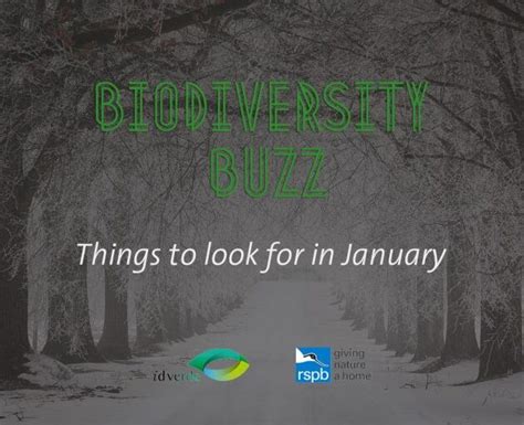 Biodiversity Buzz Things To Look For In January Idverde