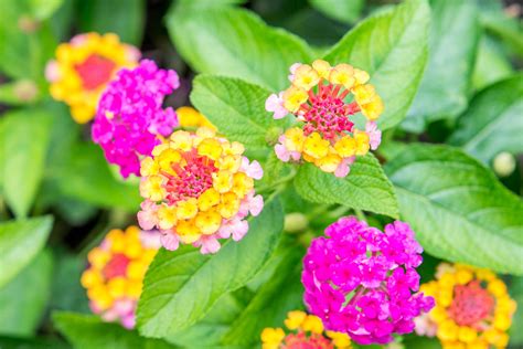 How To Properly Care For Lantana Plants 2023