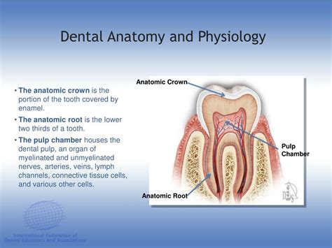 Ppt Dental Anatomy Physiology Powerpoint Presentation Free