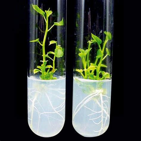 Plant Tissue Culture Study Solutions