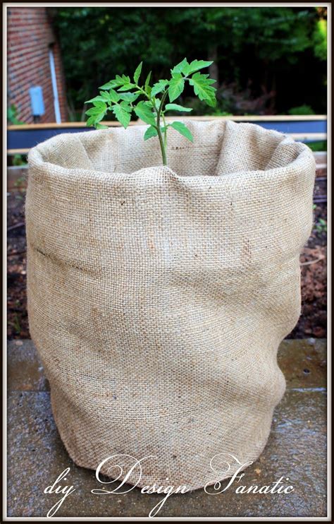 Grow Tomatoes In 5 Gallon Buckets In 2020 Growing