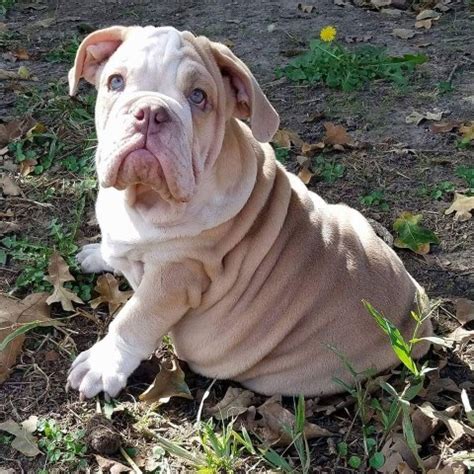 The colors are white or white with brindle or red patches, fawn, red, any shade of brindle from tiger brindle through to black brindle, or blue. English Bulldog puppy dog for sale in Cameron, Texas