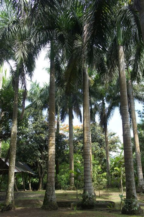 Our Philippine Trees Land Of The Large