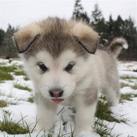 Fluffy Puppy In Soft Snow Cuteanimals Pinterest