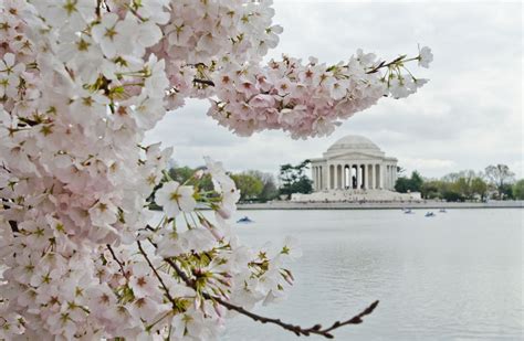 Cherry Blossoms Washington Dc 2020