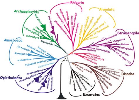 1 A Consensus Phylogeny Of Eukaryotes The Tree Shown Is An Updated Download Scientific Diagram