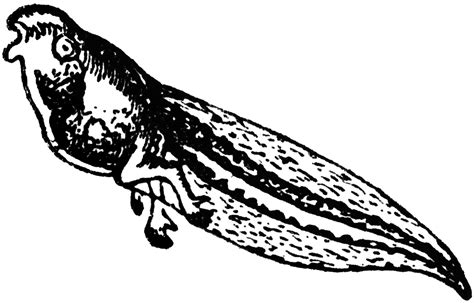 Tadpole Clipart Etc