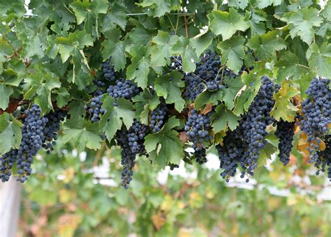 There are 20 different red wine grapes that are really popular around the world. File:Wine grapes.jpg - 维基百科，自由的百科全书