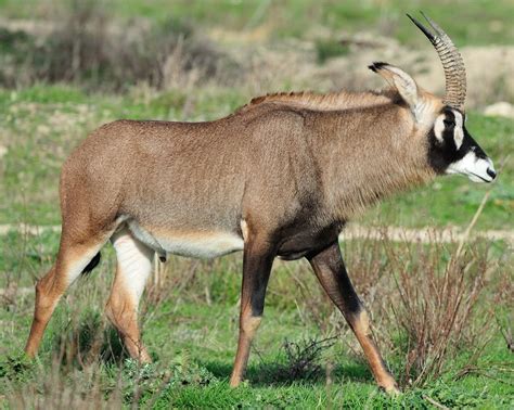 Roan Antelope Zoo Builder Wiki Fandom