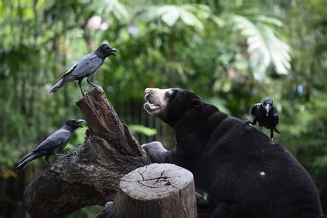 Sun Bears Mimic Each Others Faces Scientists Didnt Expect That The New York Times Primates