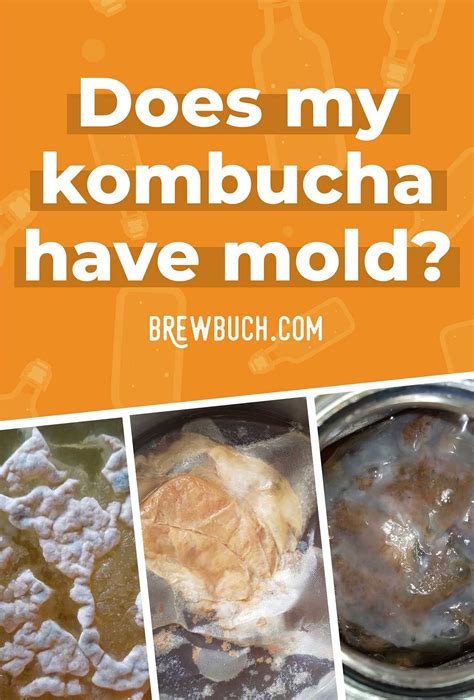 How Can You Tell If Your Kombucha Has Mold And Can You Save A Moldy