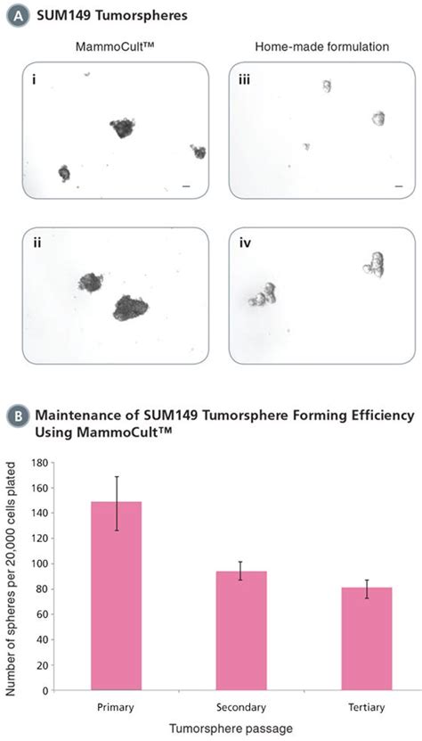 Tumorsphere Culture Of Human Breast Cancer Cell Lines
