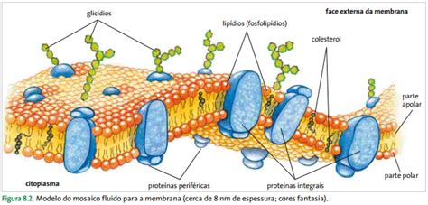 Modelo De Mosaico Fluido De La Estructura De La Membrana Celular