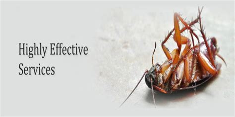 5 Effective Remedies To Prevent Cockroach Invasion At Home