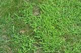 Best Crabgrass Pre Emergent To Use Images