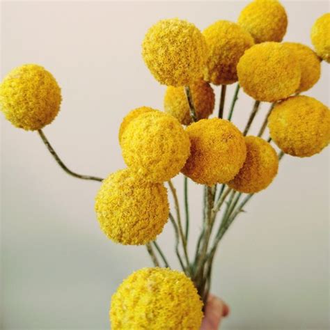 Dried Flowers Inspiration Dried Flower Craft