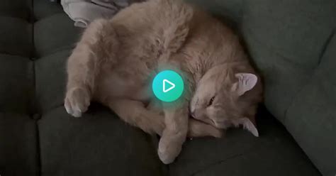 Cat Belly Rubs Album On Imgur