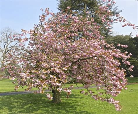 Cherry Blossom Trees Cherry Blossom Tree Identification