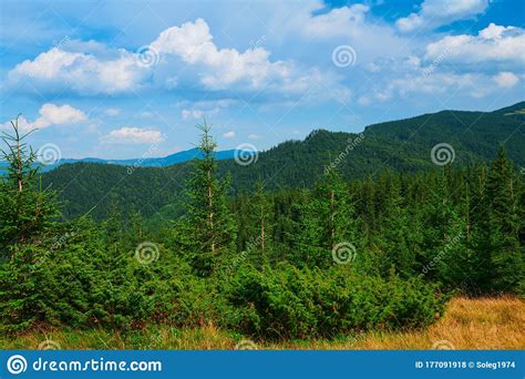 Wild Nature Summer Landscape In Carpathian Mountains Wildflowers And