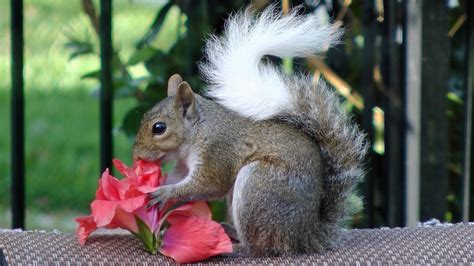 White Tail Squirrel Eats Flowers Fyv Youtube