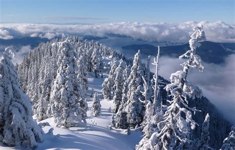 Wallpaper Winter Forest Clouds Snow Trees Mountains Canada