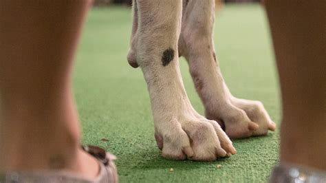 Shelter Says Rescued Great Dane Ate Own Foot To Keep From Starving To Death