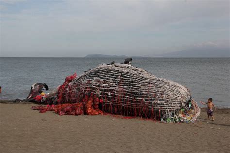Giant Dead Whale Is Haunting Reminder Of Massive Plastic Pollution