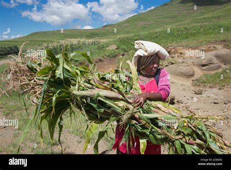 Lesotho Woman Harvest Hi Res Stock Photography And Images Alamy