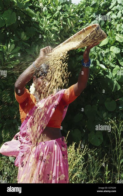 Indian Woman Winnowing Grains India Stock Photo Alamy