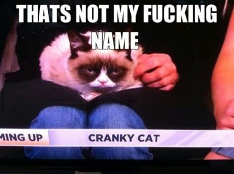 Pin By Jesyka Hope On Funnies Funny Grumpy Cat Memes Grumpy Cat Cranky Cat