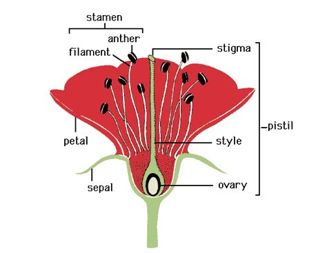 Among all living organisms, flowers, which are the reproductive structures of angiosperms. Pistil: the female reproductive part of a flower ...