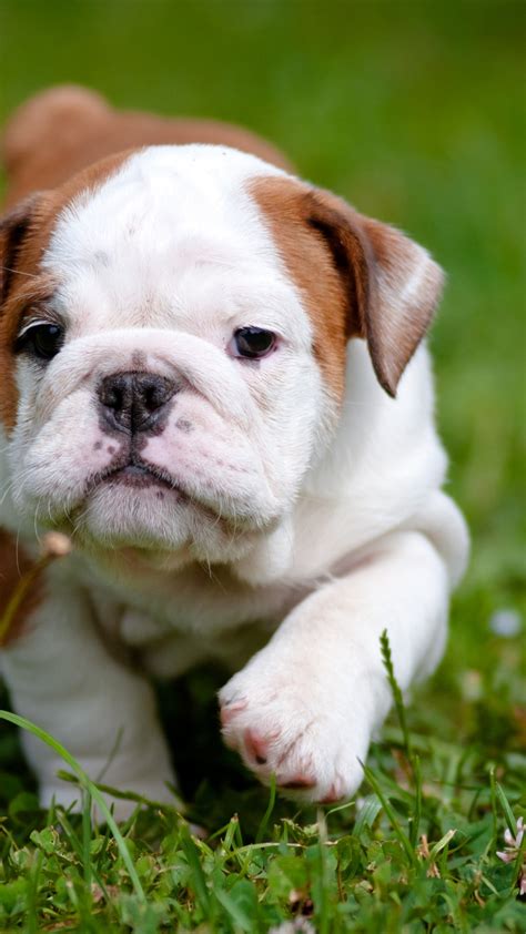 Puppy Wallpaper Kolpaper Awesome Free Hd Wallpapers