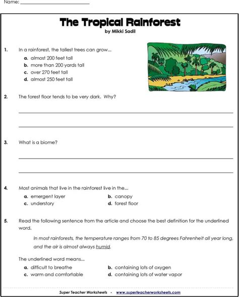 Layers Of The Rainforest Worksheet — Db