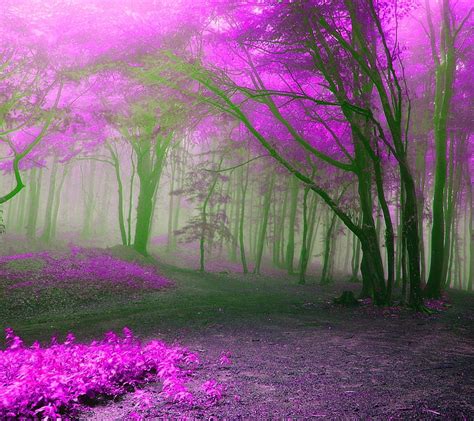 Purple Forest Forest Landscape Mist Nature New Nice Purple Hd