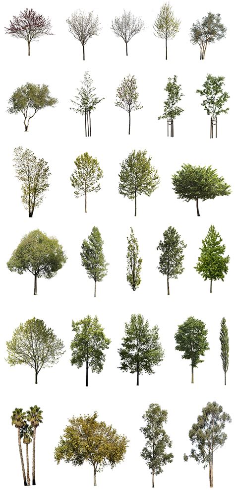 28 Diverse Trees Png Pack The Effective Pictures We Offer You About