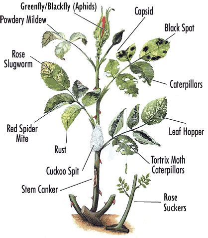 Gardening Tips For Beginners How To Identify Rose Plant Diseases And Pests