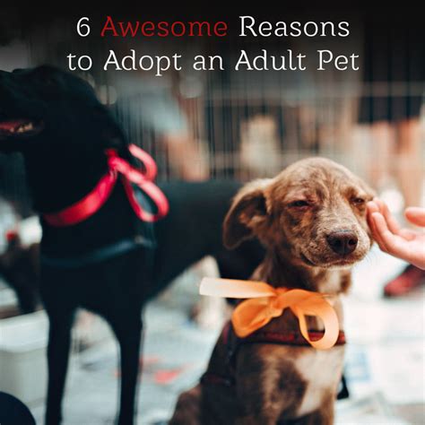 6 Awesome Reasons To Adopt An Adult Pet Animal Emergency Of Mokena
