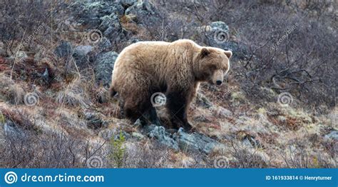 Young Male Brown Grizzly Bear Ursus Arctos Horribilis Searching For