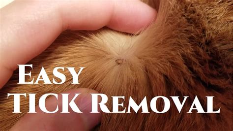 How To Easily Remove A Tick From A Cat Or Dog 2020 Simple Tick