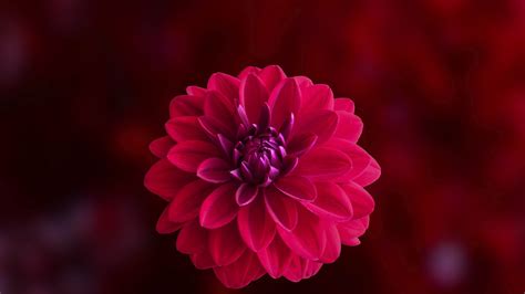 2560x1440 Pink Dahlia Flower 1440p Resolution Hd 4k Wallpapersimages
