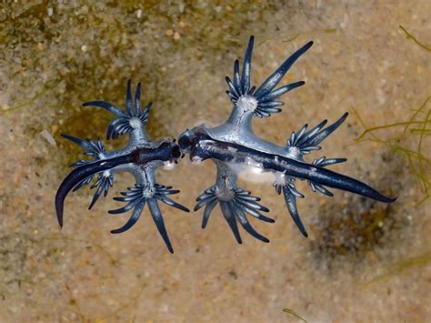 Glaucus Atlanticus The Blue Dragon Of The Sea