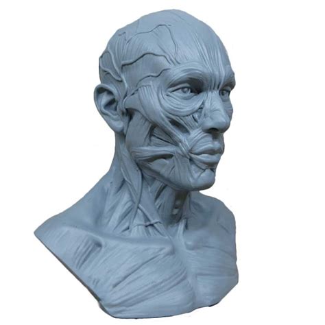 Buy Earlywish New 10cm Human Model Anatomy Skull Head Muscle Medical
