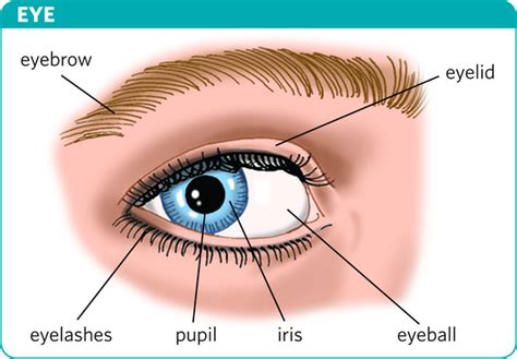 Image Of Pupil Pupil Eyelashes Eye Meaning