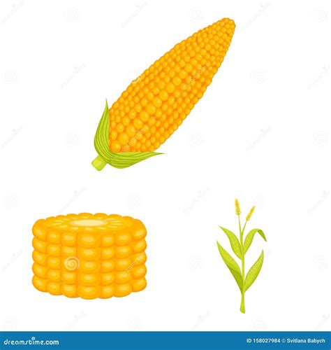 Vector Design Of Maize And Food Symbol Set Of Maize And Crop Stock