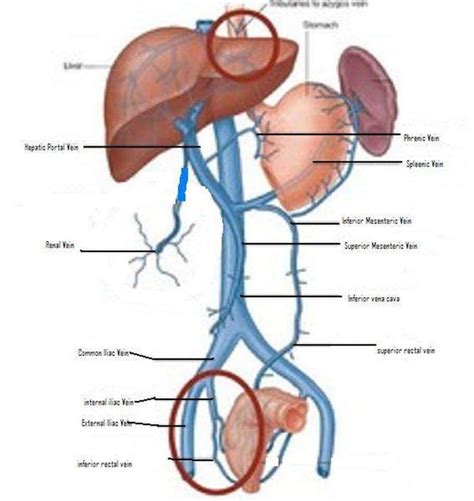 Pictures Of Abdominal Veins