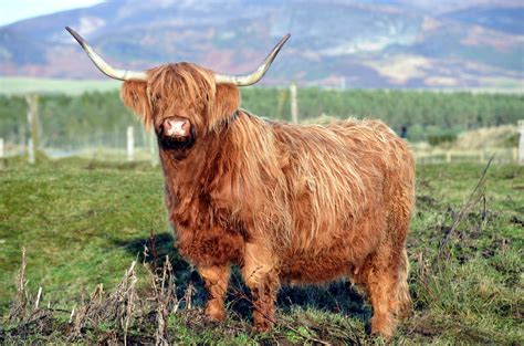 Highland Cattle Flickr Photo Sharing